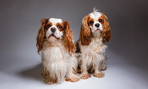 Portrait de deux chiens Cavalier King Charles, regard expressif et tendre.
